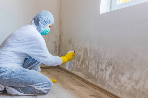 Licensed Mold Testing service in Silver Spring, MD - WQB Mold Removal
