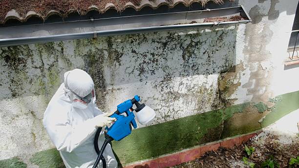 Top rated local Mold Testing specialists in Silver Spring, MD